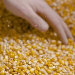 U.S. Ethanol On Track for Record 2025 Export Year