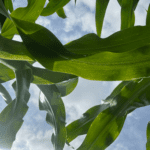 Local Crops Thriving as Farmers Watch for Late-Season Threats