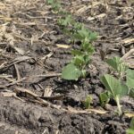 A Tale of Two Plantings: Illinois Farmers Face Different Realities this Planting Season