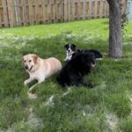 Dog Expert Warns Against Feeding Dogs Holiday Foods