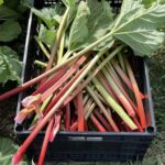 Aledo Rhubarb Festival Kicks Off 33rd Season
