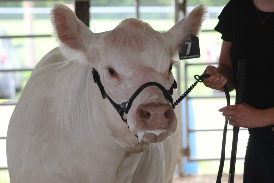 Cow