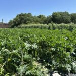 OSF Community Gardens Offer Access to Healthy Foods