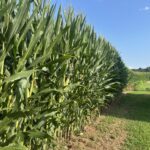 Leaked MAHA Report Backs Away from Regulating Farm Pesticides