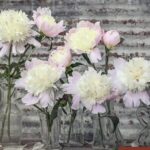 Entries Close Friday for 44th Annual Security Savings Bank Photography Show with the Buchanan Center