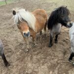 Community Breakfast Returns to Henderson County Health Department This Saturday