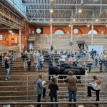 Knox, Warren Youth Shine at Illinois 4-H State Livestock Contest